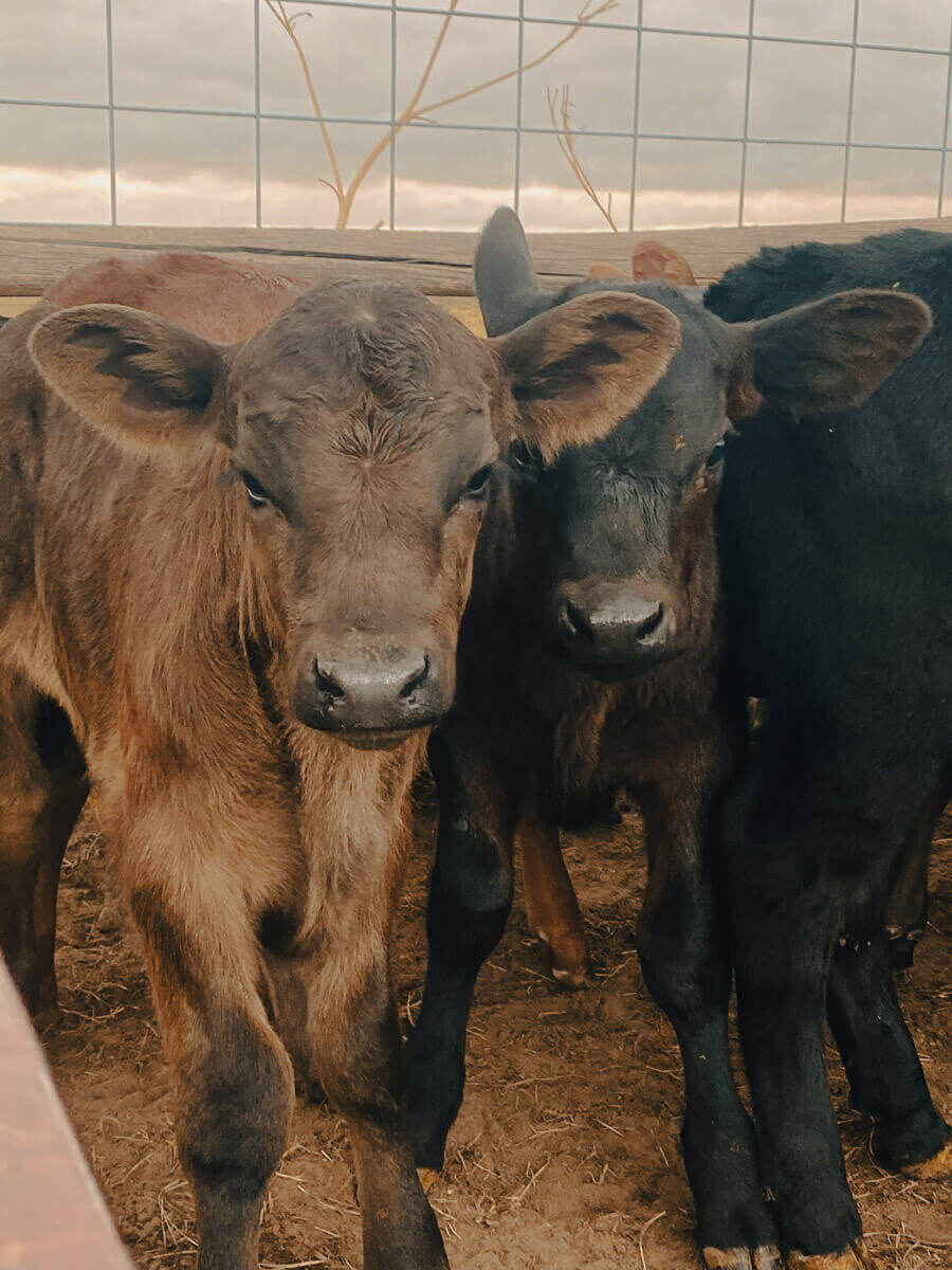 Two Harding Ranch calves by a fence
